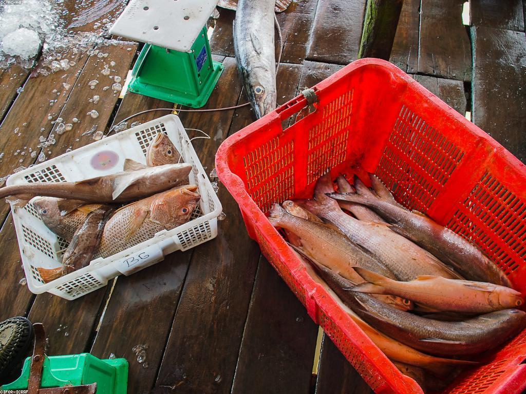 ប្រភេទត្រីធំ និងការថែរក្សាអំពីវាសម្រាប់បរិដ្ឋាន