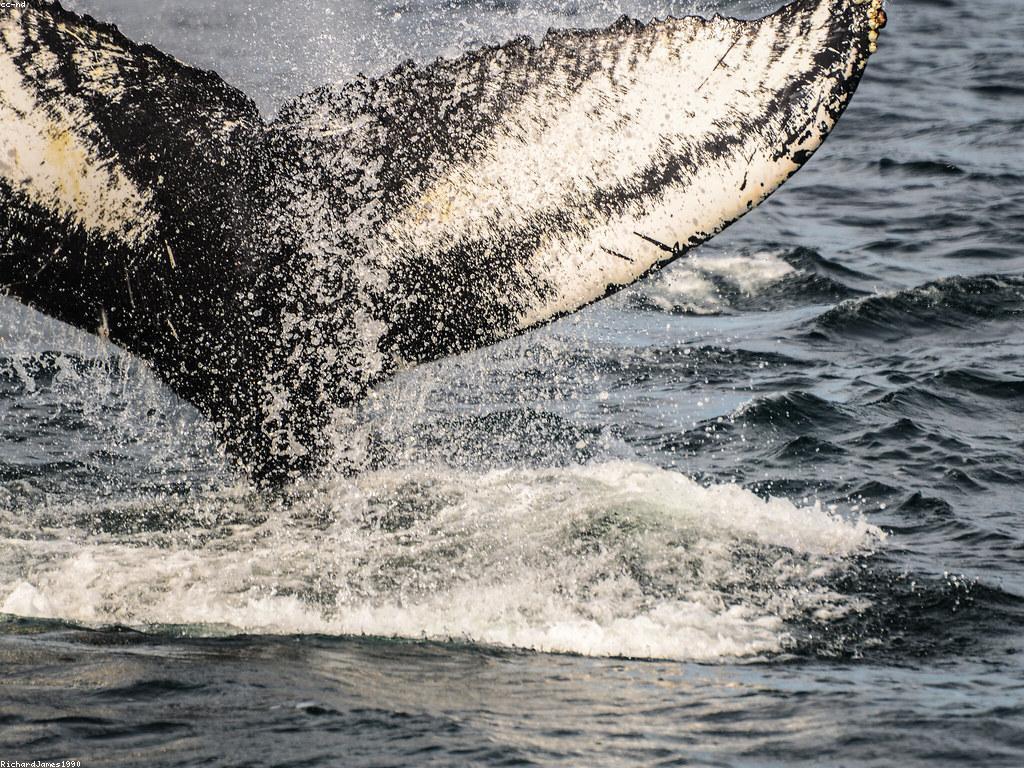 ការបង្ហោះត្រីធំ: វិធីសាស្ត្រដើម្បីទទួលបានត្រីធំ