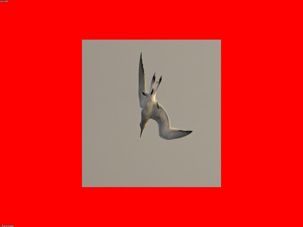 វិធីសាស្ត្រ និង គន្លងសំរាប់ការបង្ហោះត្រីធំ